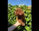 Prelepe CRVENE MINI PUDLE 
